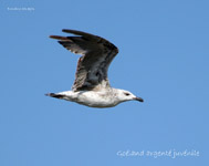 Goeland argente juvenile_0750.jpg